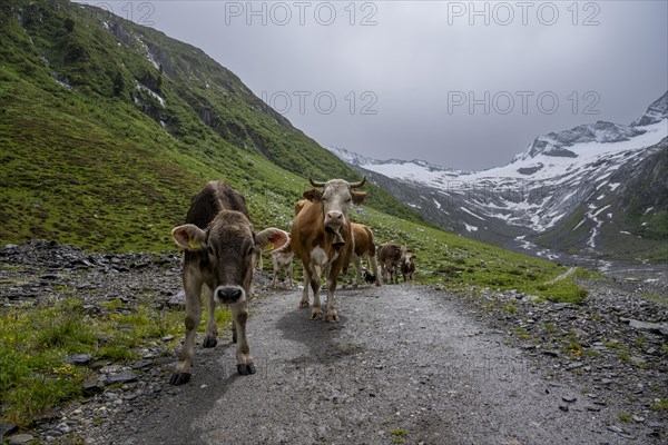 Cows on the alpine meadow, Schlegeisgrund valley, glaciated mountain peaks Hoher Weiszint and Schlegeiskees glacier, Berliner Hoehenweg, Zillertal, Tyrol, Austria, Europe