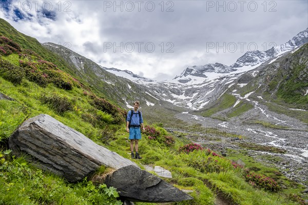 Mountaineers on a hiking trail between blooming alpine roses, view of the Schlegeisgrund valley, glaciated mountain peaks Hoher Weiszint and Dosso Largo with Schlegeiskees glacier, Berliner Hoehenweg, Zillertal, Tyrol, Austria, Europe