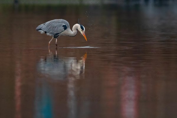 A grey heron fishing, Lake Kemnader, Ruhr area, North Rhine-Westphalia, Germany, Europe