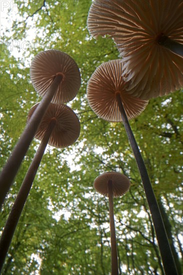 Long-stemmed garlic dwindler (Marasmius alliaceus), from below, lamellae, Hesse, Germany, Europe