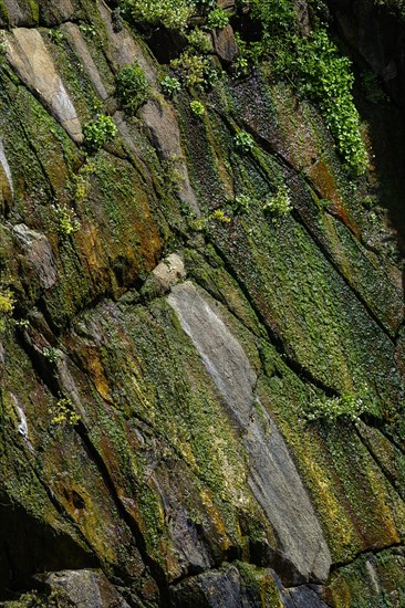 Moss-covered cliff below the Pointe Saint-Mathieu, Plougonvelin, Finistere department, Brittany region, France, Europe