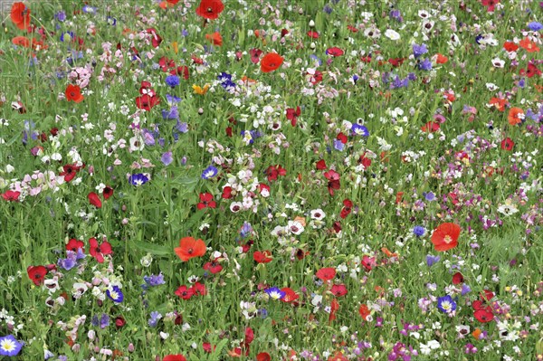 Colourful flower meadow, Schwaebisch Gmuend, Baden-Wuerttemberg, Germany, Europe