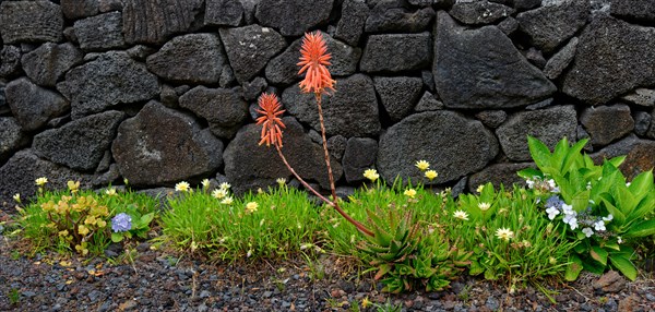 Red flowers of the medicinal plant aloe vera in front of a traditional stone wall surrounded by green grass and grey gravel, north coast, Santa Luzia, Pico, Azores, Portugal, Europe