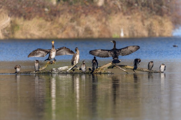 Great cormorant (Phalacrocorax carbo) and Pygmy Cormorant (Microcarbo pygmaeus) sitting on a branch. Bas-Rhin, Alsace, Grand Est, France, Europe