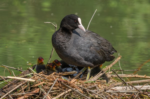 Common coot (Fulica atra) protecting its chicks on the nest. Bas-Rhin, Alsace, Grand Est, France, Europe