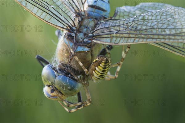 Wasp spider (Argiope bruennichi) with king dragonfly (Anax imperator), Emsland, Lower Saxony, Germany, Europe