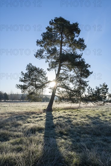 Scots pine (Pinus sylvestris), standing in a meadow, backlit with sunstar, Lower Saxony, Germany, Europe