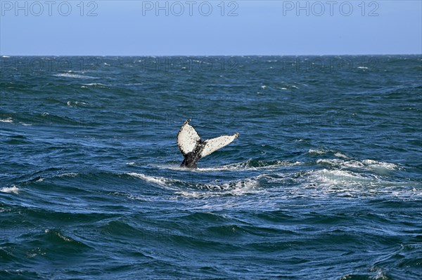 Humpback whale (Megaptera novaeangliae) near Gaansbai, Western Cape Province, South Africa, Africa