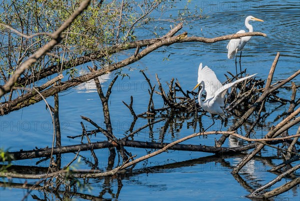 Two great white egrets sharing a pile of drift wood in a lake of blue water