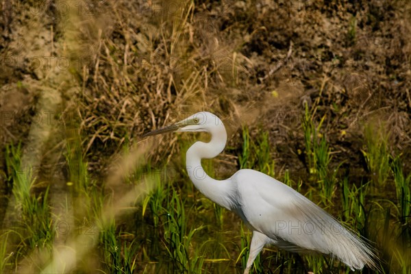 Closeup of adult snowy white egret hunting for food in a rice paddy on a sunny morning in South Korea with plants in the foreground blurred out