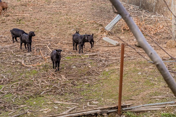 Black Bengal goat looks toward camera as rest of herd graze in field