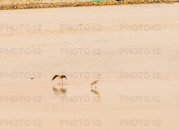 Two large gray heron, one with wings extended, standing in shallow water of a lake in South Korea