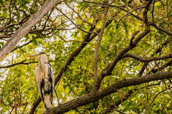 Gray heron perched on a tree branch with green foliage in the background