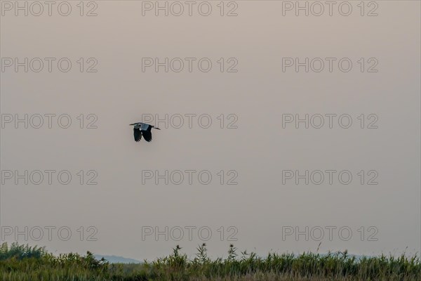 Large gray heron flying over a grassy wetland against an overcast sky