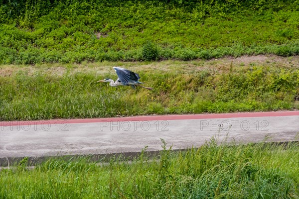 Grey heron flying over one lane road in river park