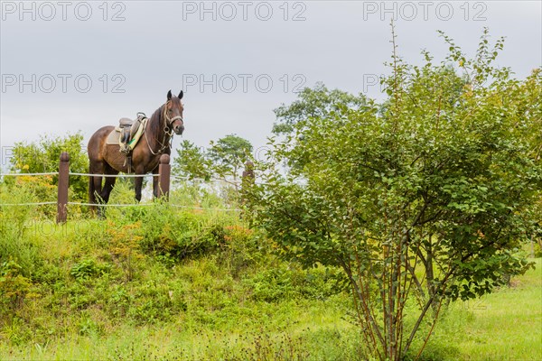 Brown adult horse wearing saddle and bridle standing in field behind rope fence in countryside public park