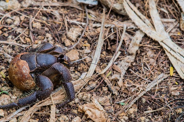 Closeup of a large hermit crab crawling across ground covered with small rocks and leaves