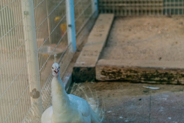 Closeup of white peacock in its cage at zoo
