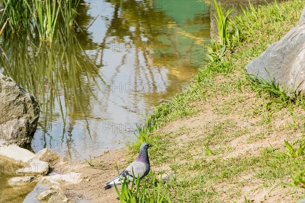 NGray rock pigeon standing on ground near a small pond tall reeds