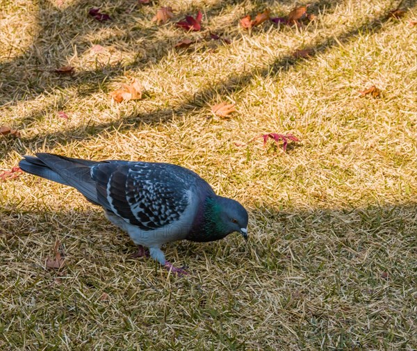 Closeup of a gray rock pigeon looking for food in grass on a sunny day