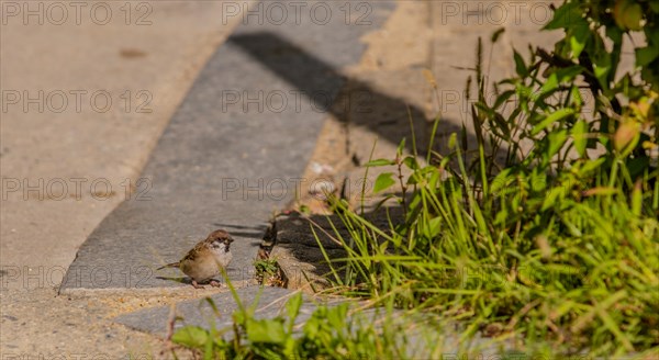 Small sparrow standing on concrete walkway next to grassy area in local park
