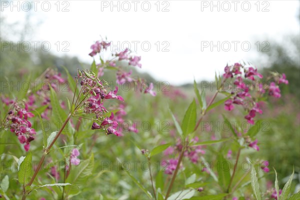 Lamprocapnos (Lamprocapnos spectabilis) or Herzerlstock, flowers, Germany, Europe