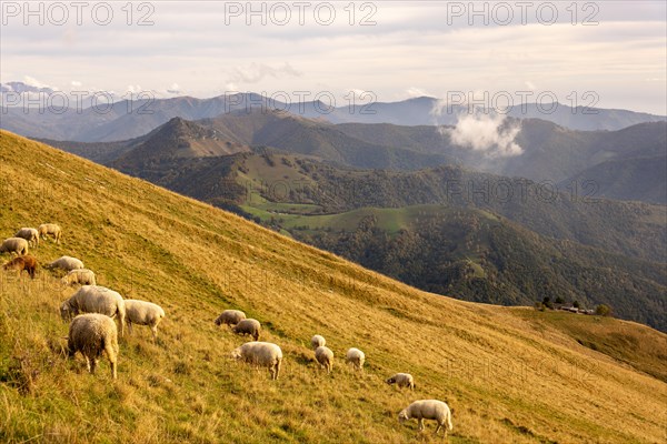 View over Beautiful Mountainscape with Clouds and Sheep in a Sunny Day From Monte Generoso, Ticino, Switzerland, Europe