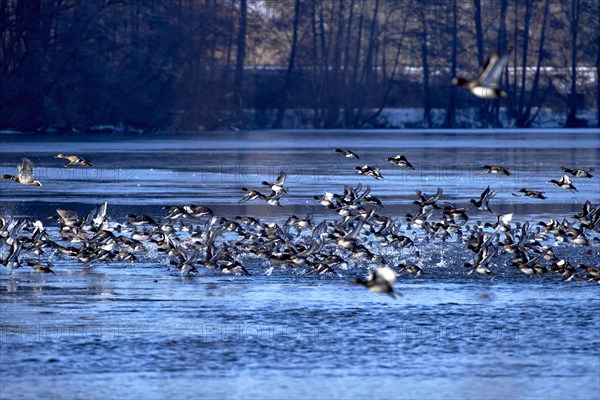 A flock of tufted duck (Aythya fuligula) and mallards (Anas platyrhynchos), take-off from the water, flight, winter, Wismar, Mecklenburg-Western Pomerania, Germany, Europe