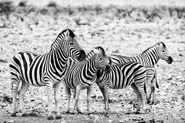 Plains zebra (Equus quagga), wild, free living, safari, ungulate, herd, group, animal, black and white, monochrome, bw, in Etosha National Park, Namibia, Africa