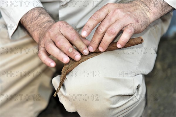 Tobacco farmer rolling a cigar, tobacco plant (Nicotiana), tobacco cultivation in Valle de Vinales National Park, Vinales, Pinar del Rio Province, Cuba, Greater Antilles, Caribbean, Central America