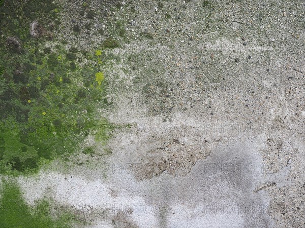 Weathered concrete wall with green moss background