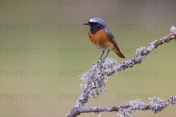 Common redstart (Phoenicurus phoenicurus), male, province of Castile-Leon, Spain, Europe