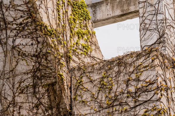 Creeping Ivy vines with small green leaves crawling up the side of a concrete wall