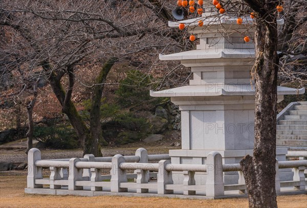 Concrete five story pagoda (only three visible) in concrete enclosure next to barren tree in Buddha temple