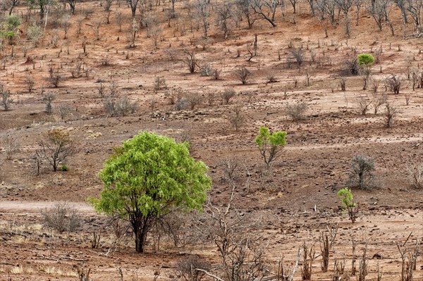 Single green trees in the dry landscape, climate change, dry, aridity, climate, vegetation, drought, heat, barren, global, sun, weather, temperature, parched, Botswana, Africa