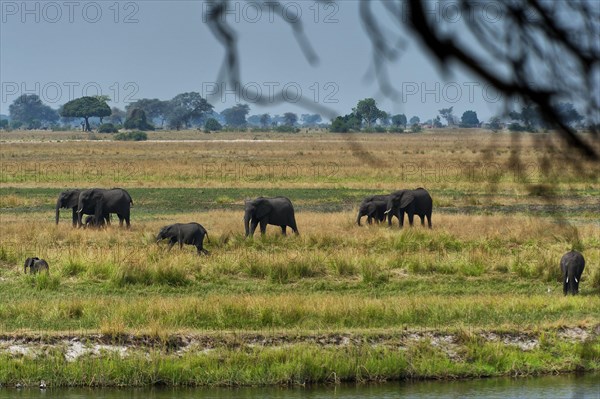 Elephant herd (Loxodonta africana), group, family, herd of animals, animal family, hiking, hike, safari in Chobe National Park, Botswana, Africa