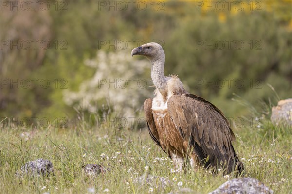 Griffon vulture (Gyps fulvus), on the ground, Castilla y Leon province, Picos de Europa, Spain, Europe