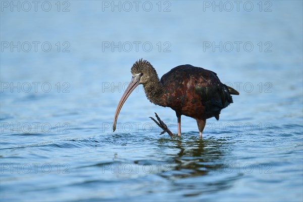 Glossy ibis (Plegadis falcinellus) standing in the water, hunting, Parc Naturel Regional de Camargue, France, Europe