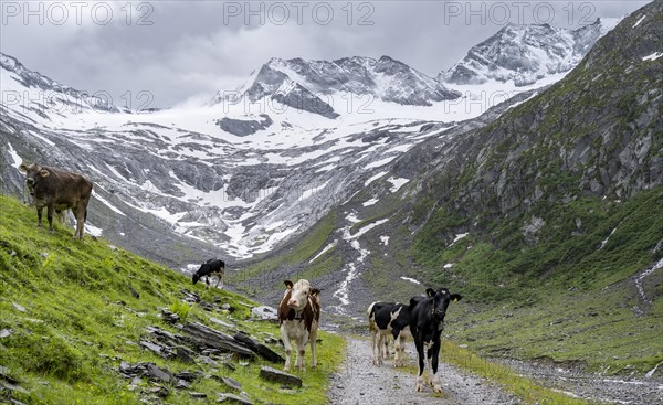 Cows on the alpine meadow, Schlegeisgrund valley, glaciated mountain peaks Hoher Weiszint and Schlegeiskees glacier, Berliner Hoehenweg, Zillertal, Tyrol, Austria, Europe