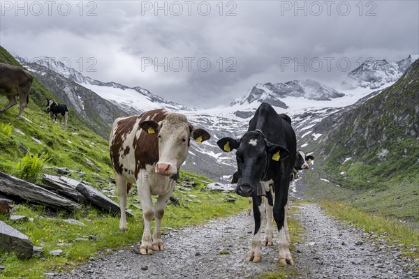 Cows on the alpine meadow, Schlegeisgrund valley, glaciated mountain peaks Hoher Weiszint and Schlegeiskees glacier, Berliner Hoehenweg, Zillertal, Tyrol, Austria, Europe