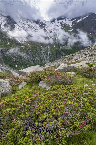 Cloudy mountain landscape with blooming alpine roses, view of rocky and glaciated mountains with summit Hochsteller, Furtschaglhaus, Berliner Hoehenweg, Zillertal, Tyrol, Austria, Europe