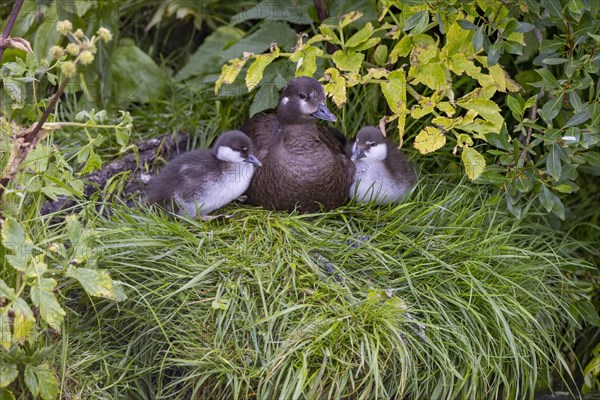 Harlequin duck (Histrionicus histrionicus), female, with young, in the grass, Laxa River, Lake Myvatn, Iceland, Europe