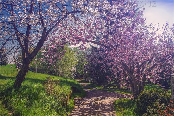 A picturesque spring path surrounded by blossoming trees with pink flowers under a sunny sky, Mettmann, North Rhine-Westphalia, Germany, Europe
