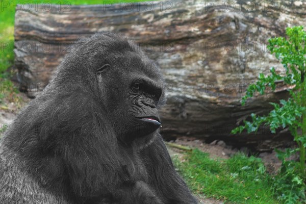 Thoughtful looking gorilla with green plants in the background, calm appearance, Allwetterzoo Muenster, Muenster, North Rhine-Westphalia, Germany, Europe