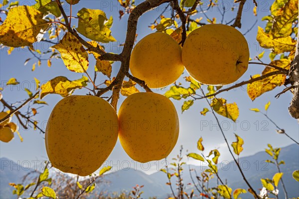 Apples hanging on a tree in autumn, backlight, Vinschgau Valley, South Tyrol, Italy, Europe
