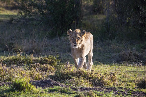 Lion (Panthera leo) Masai Mara Kenya