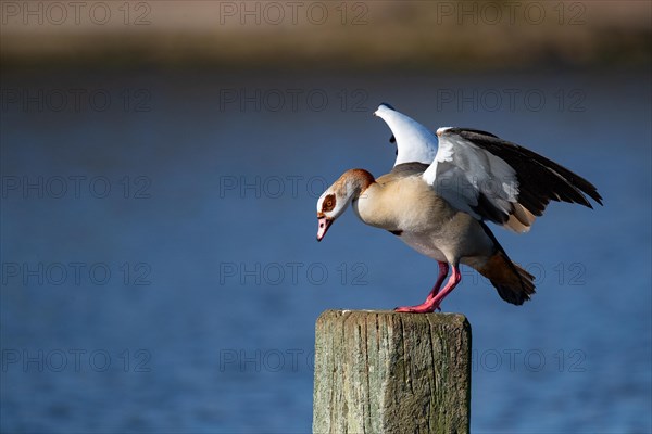 A Nile goose standing on a wooden post, Lake Kemnader, Ruhr area, North Rhine-Westphalia, Germany, Europe
