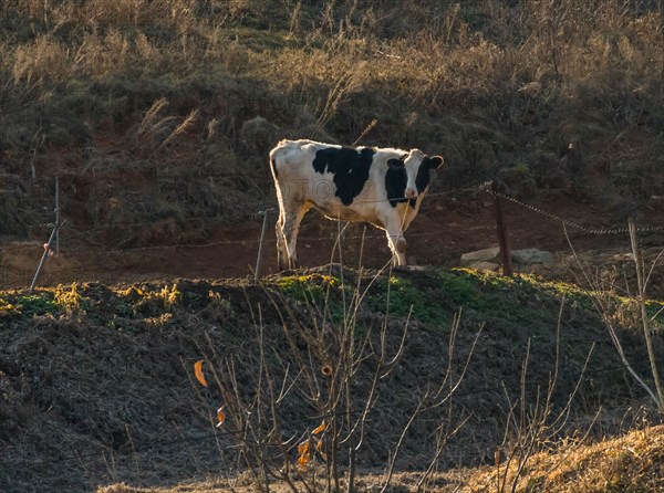 Black and white cow standing behind fence wire on mountain side in evening sun