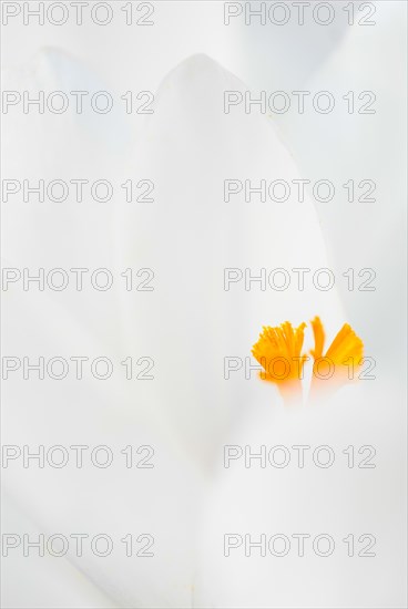 Crocuses (Crocus), minimalist close-up, macro shot of a pure white flower with a bright yellow pistil and visible pollen, early spring, March, early bloomer, Lower Saxony, Germany, Europe