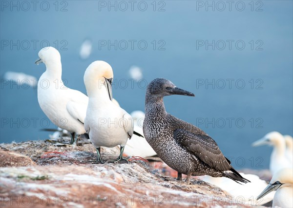 Three gannets (Morus bassanus) on a rock, juvenile in dark juvenile plumage, adults, sea in the background, Lummenfelsen, Helgoland Island, North Sea, Schleswig-Holstein, Germany, Europe